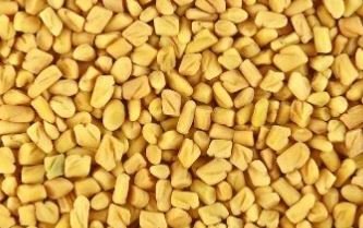 Indian Spice Fenugreek