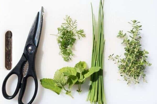 Use scissors to chop herds faster